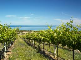 Tailored training for Wine Industry, Fleurieu&nbsp;SA